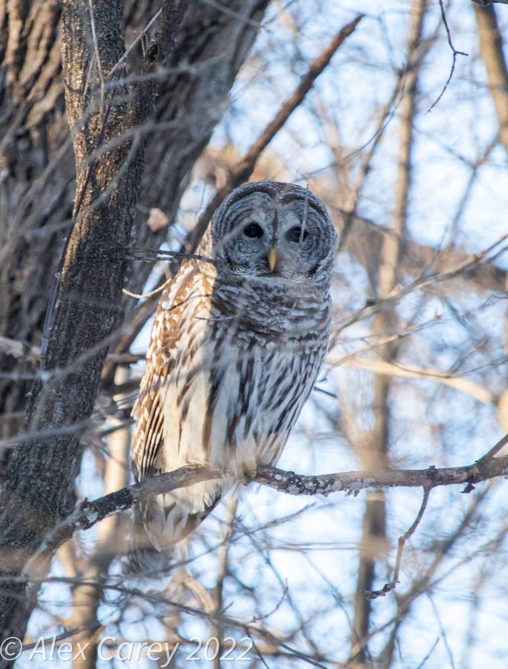 Barred Owl