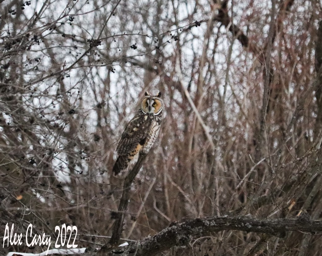 Long-Eared Owl
