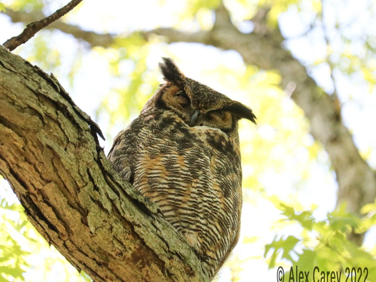 Great Horned Owl