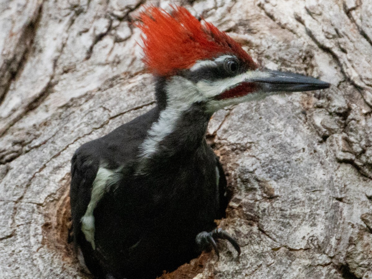 Pileated Woodpecker