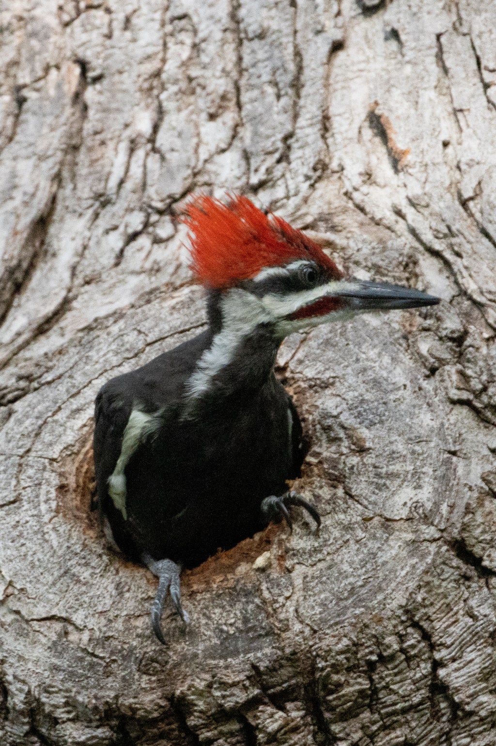 Pileated Woodpecker
