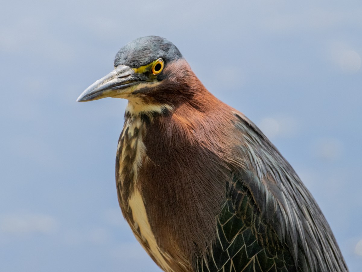 Green Heron