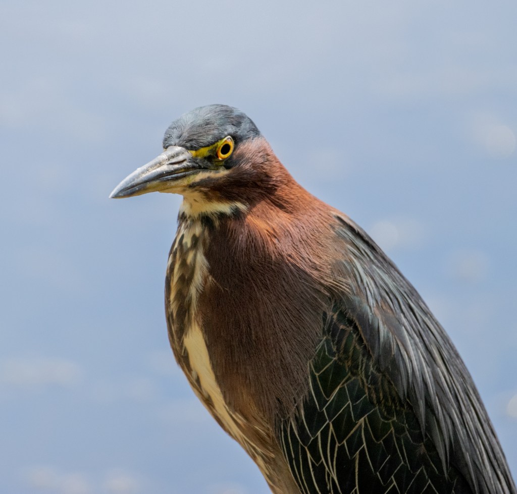 Green Heron