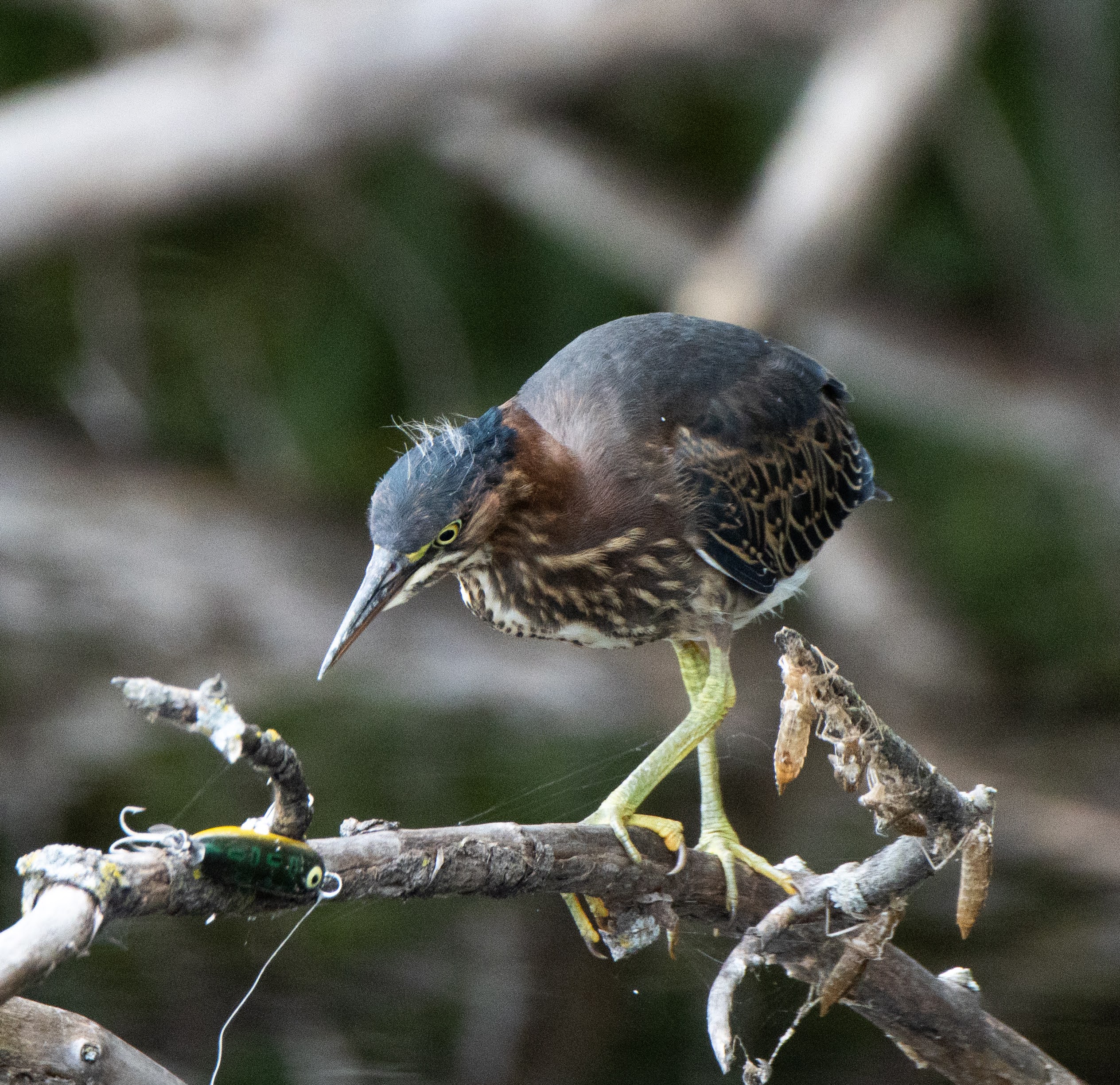 A patient Green Heron hunting in the wetlands, captured during an outdoor nature session.