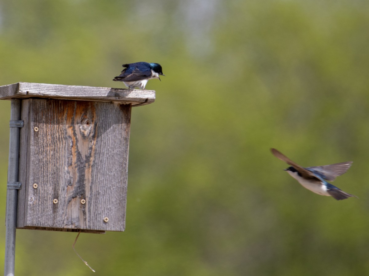 Spring Migration 2023