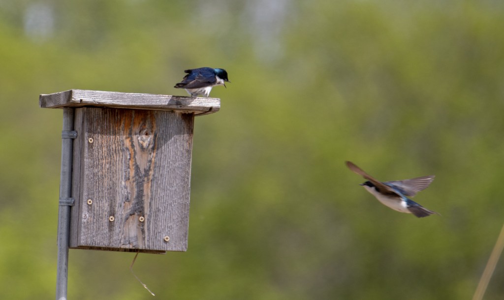 Spring Migration 2023