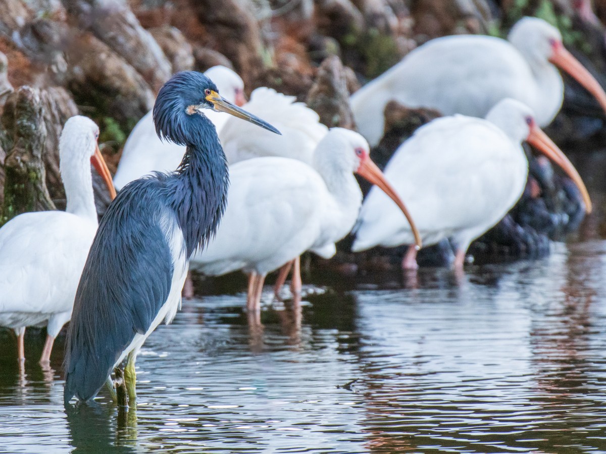 Tricolored Heron