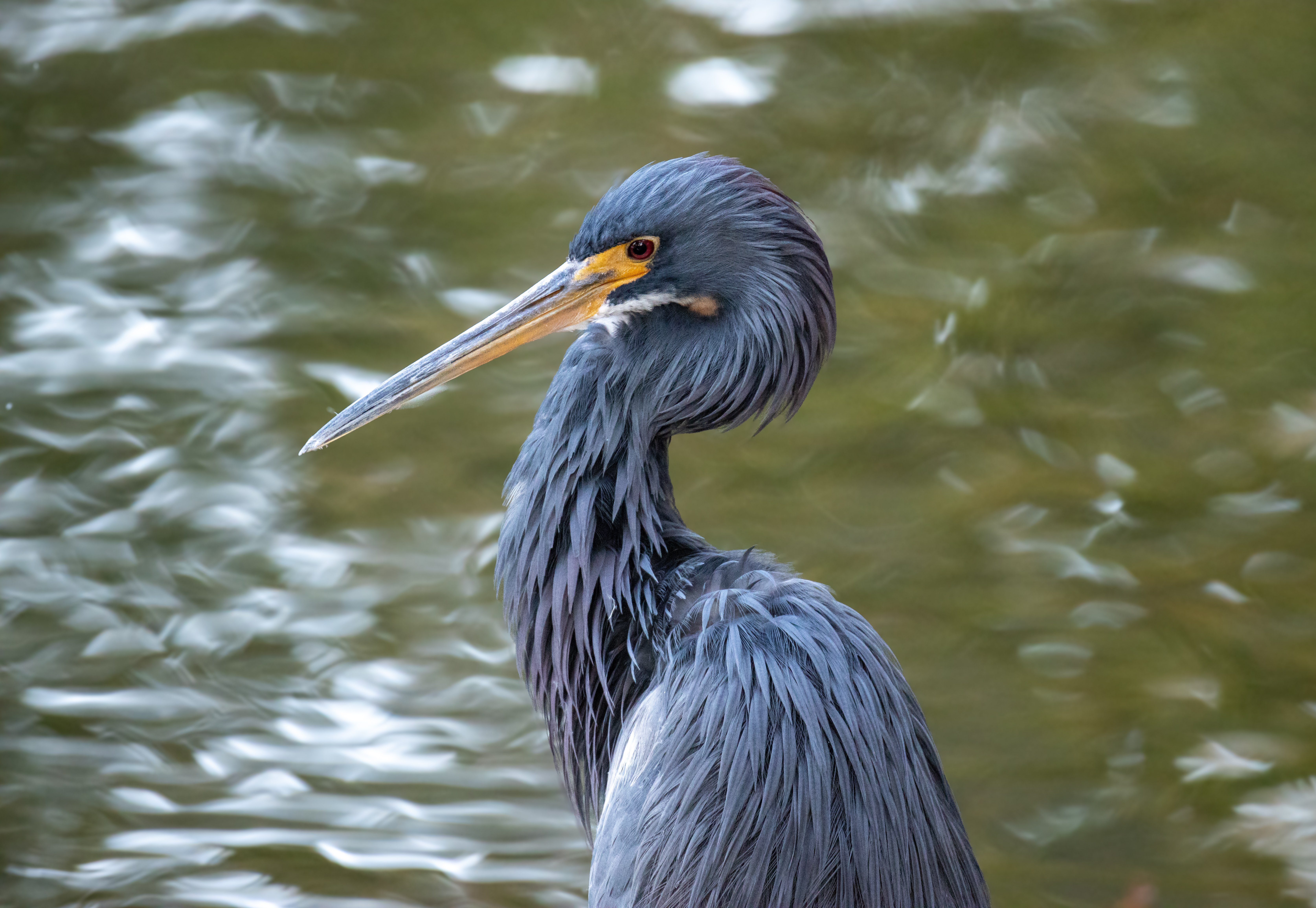 Stunning profile of a Tricolored Heron, showcasing the fine detail of its feathers.