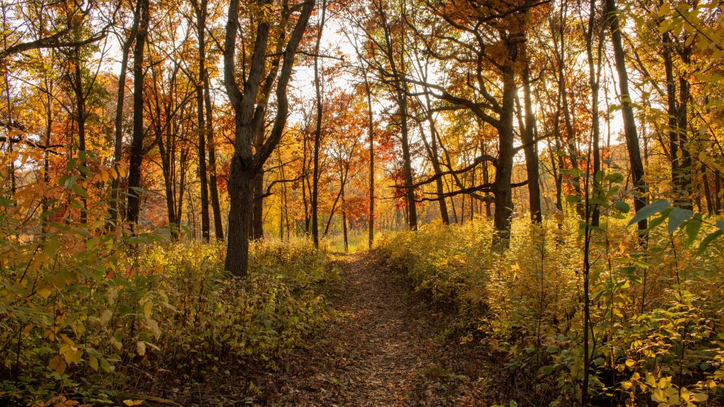 Walking path through autumn trees in a Twin Cities park.